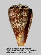 Conus cuneolus (f) algodoero